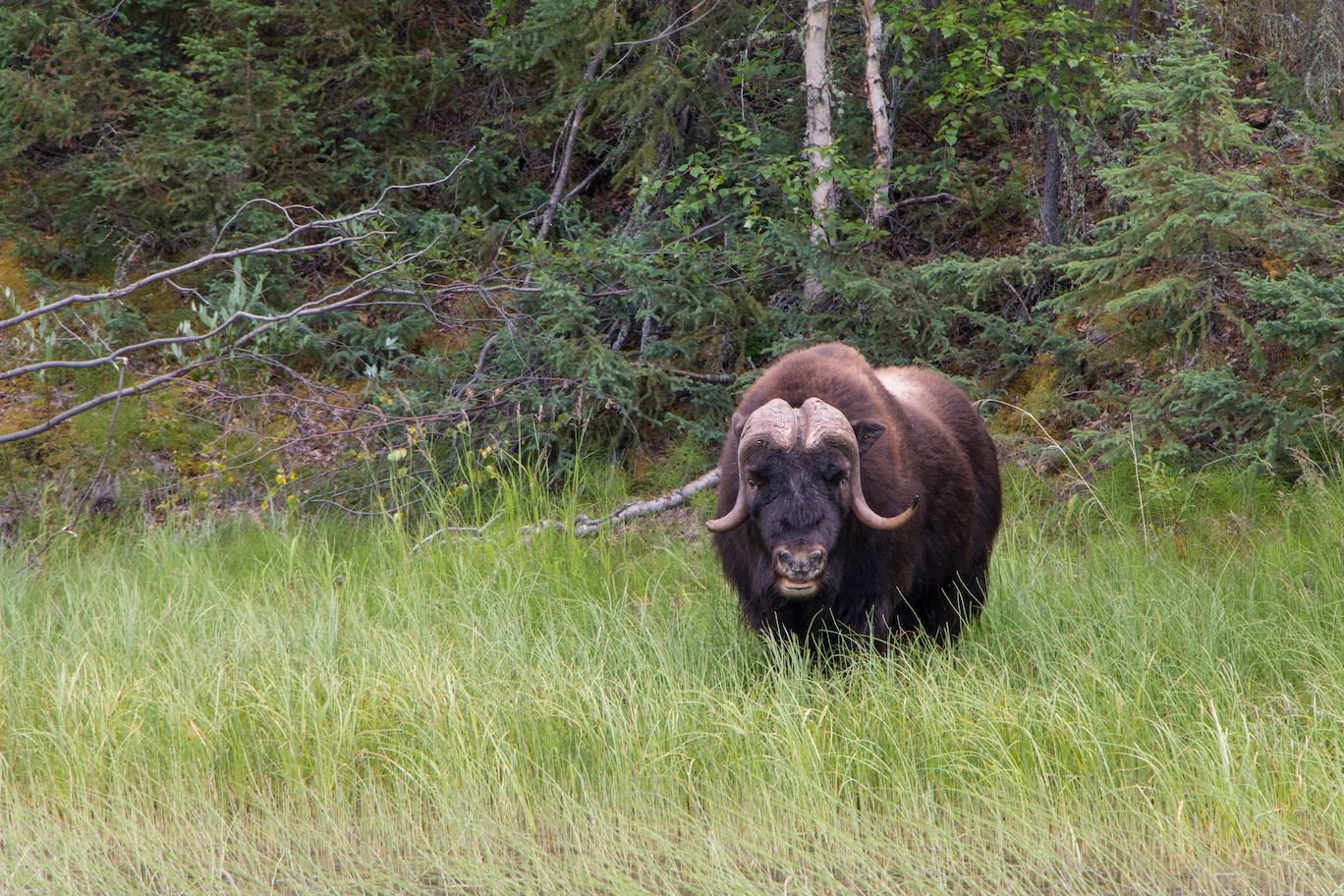 Muckowen in the Northwest Territories