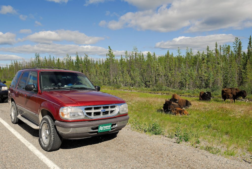 Bison near Yellowknife, Northwest Territories, Canada