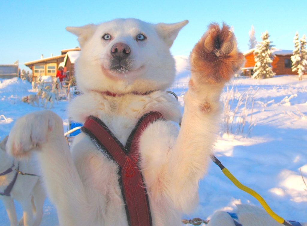 Pippa the sled dog getting excited to get going in the NWT