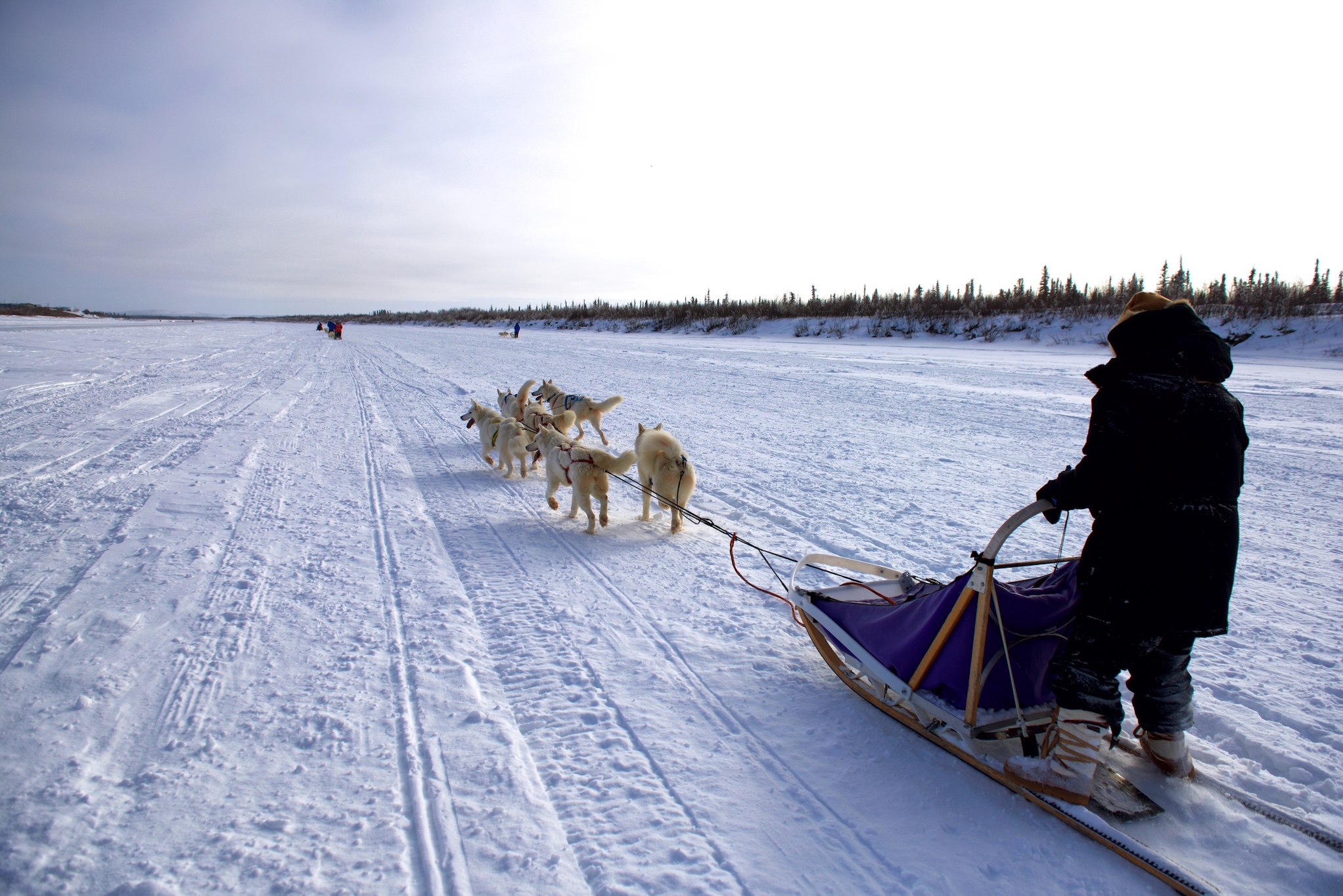 Dogsledding in Inuvik NWT.