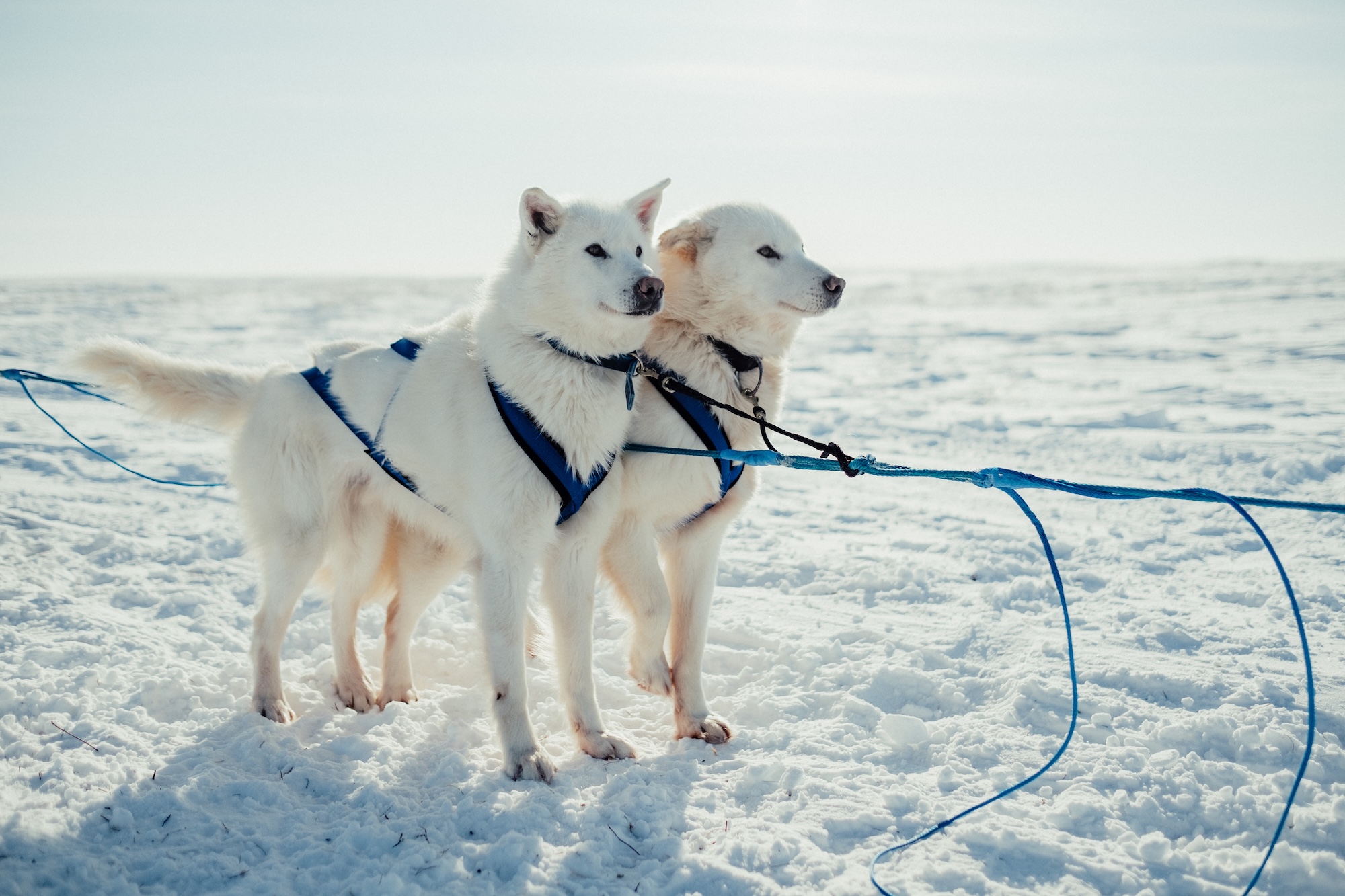 Dogsledding in the Northwest territories.