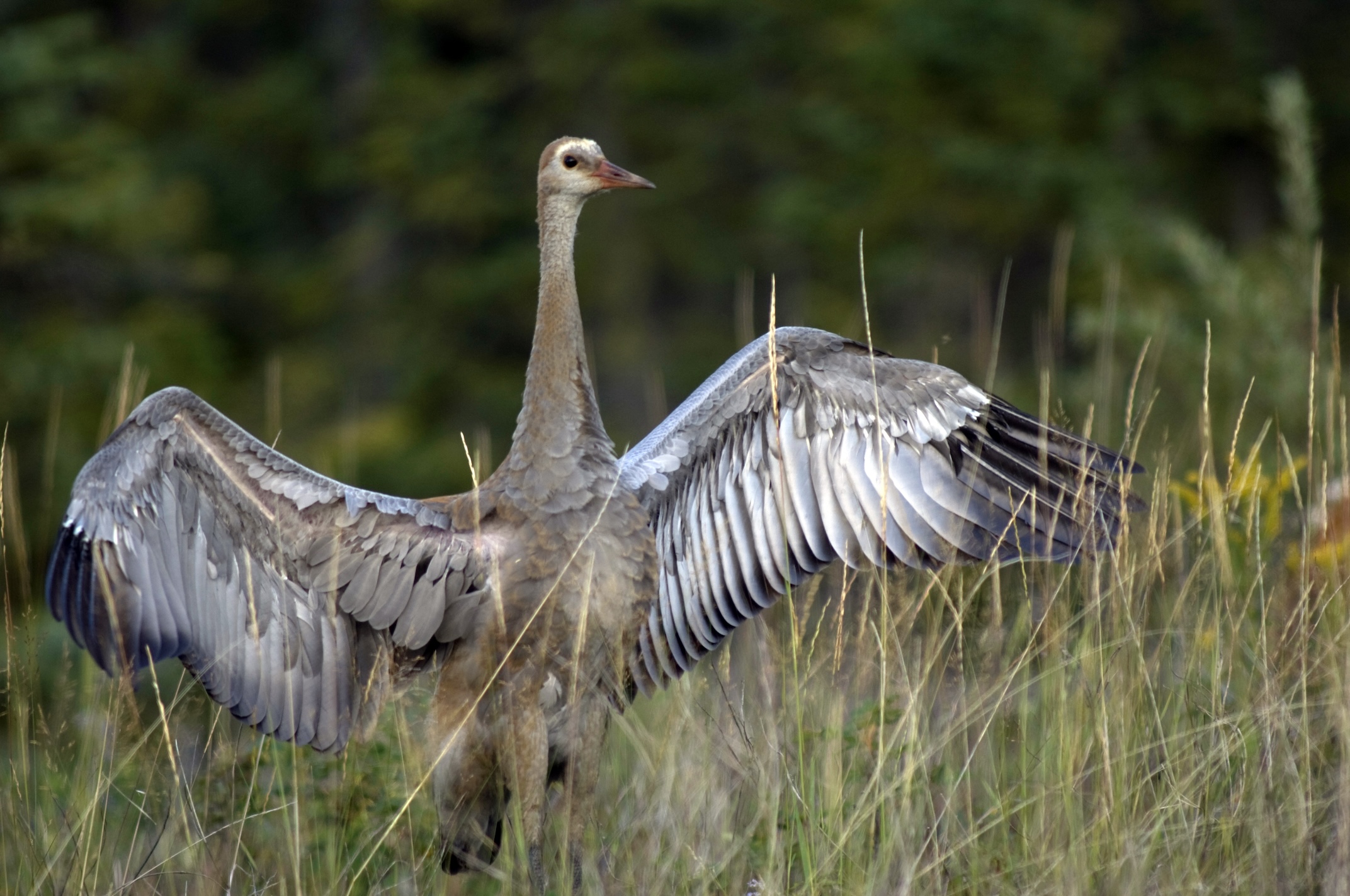 A Sandhill Crane int he Northwest terrtiroies. A breeding ground for Sandhill crane. NWT great for briding