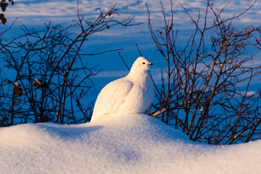 Ptarmigan