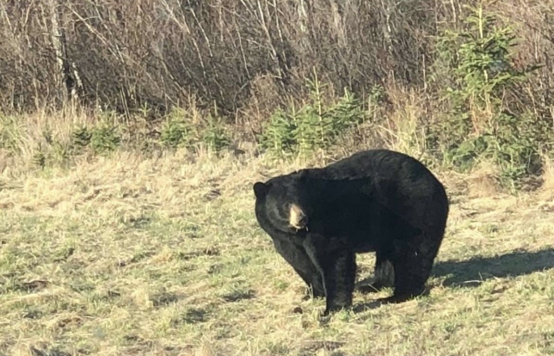 Canadian Wildlife Adventures_Hunting_Bear_2025_1